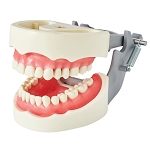 1560 Soft Gingival Model with 32 Removable Indexed Teeth and ULB